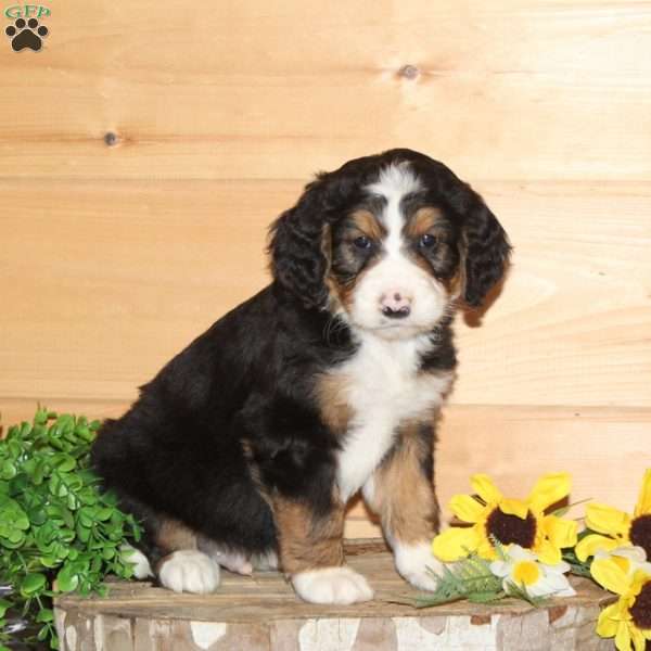 Titmouse – F1, Bernedoodle Puppy